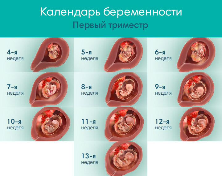 12 недель триместры