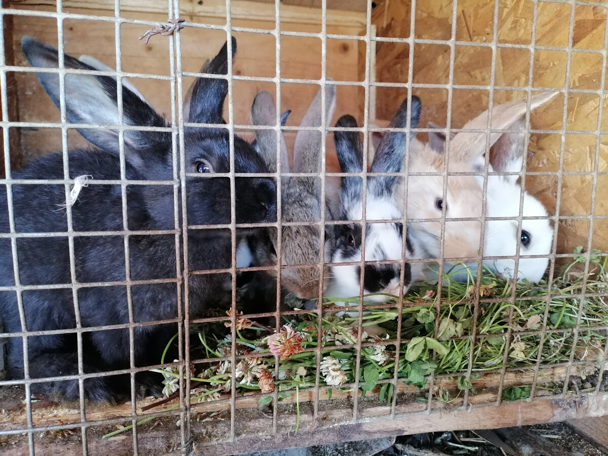 "Кролики-это не только ценный мех..."