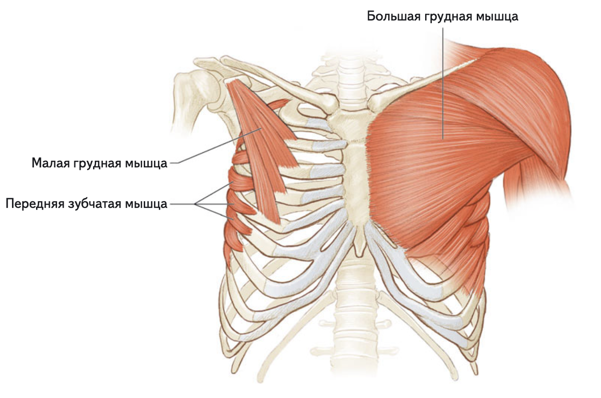    Брет Контрерас, «Анатомия силовых упражнений с использованием в качестве отягощения собственного веса»«Попурри»