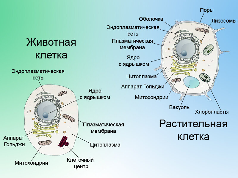 Строение клеток царств. Строение ядра клетки животного. Оболочка и мембрана растительной клетки. Строение клетки 10 класс. Строение ядра клетки.