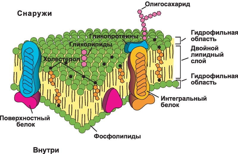 Строение наружной клеточной мембраны. Мембраны клетки их строение и свойства. Мембраны клетки их строение и свойства. Биологические мембраны клетки функции. Структура и свойства мембраны возбудимых клеток.
