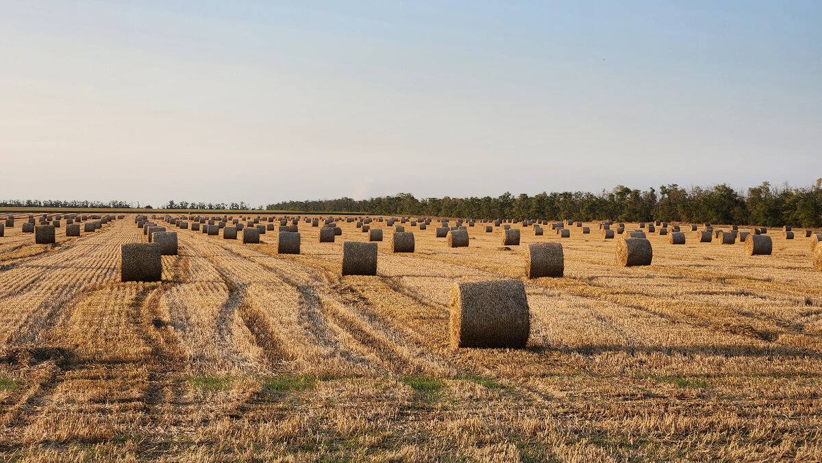 Вид полей  на подъезде к Ханскому озеру. Август 2023.