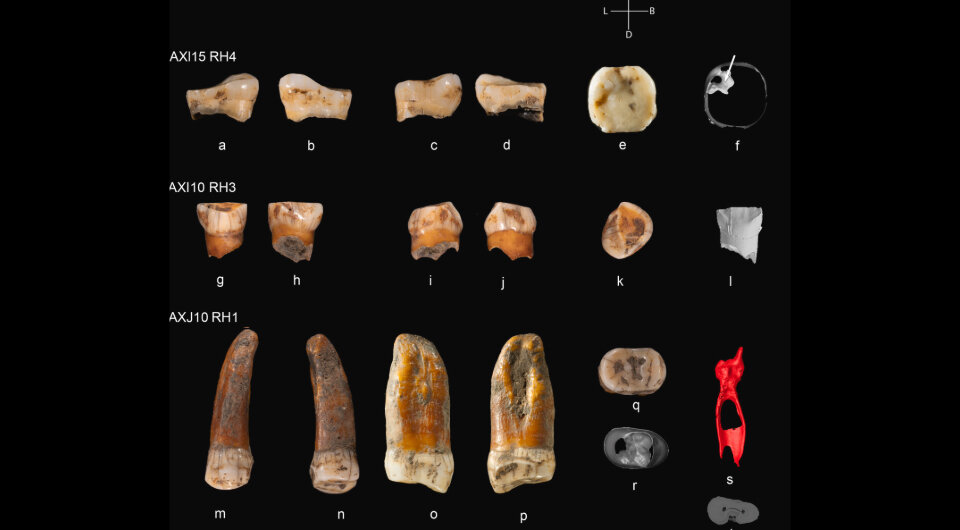   Shara Bailey et al. / Journal of Human Evolution, 2024