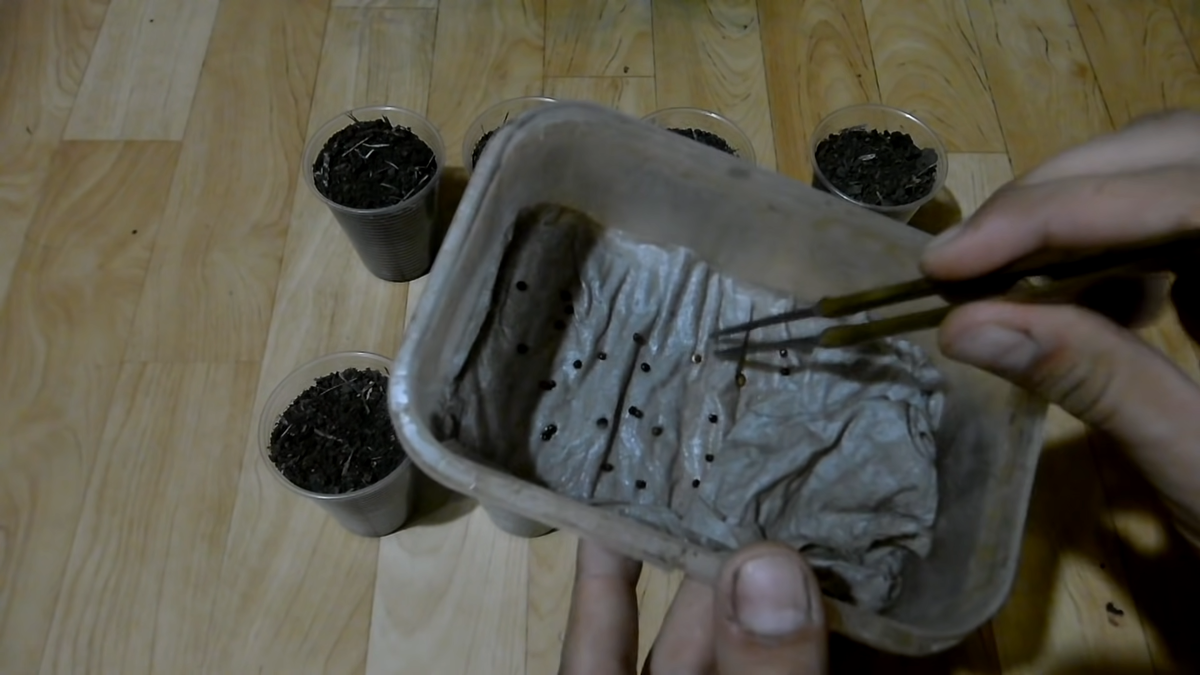 Готовимся сажать семена