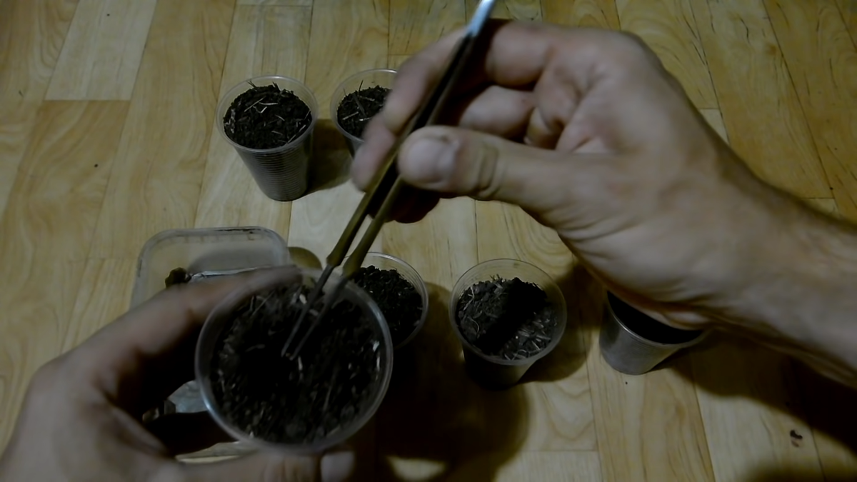 Сажаем семена капусты в индивидуальные стаканчики