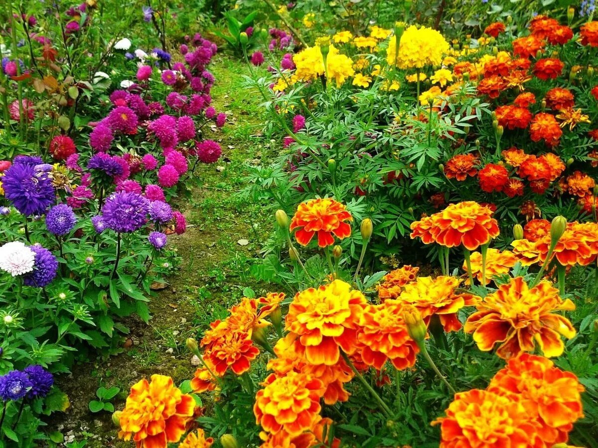 Бархатцы в саду. Фото из свободных источников