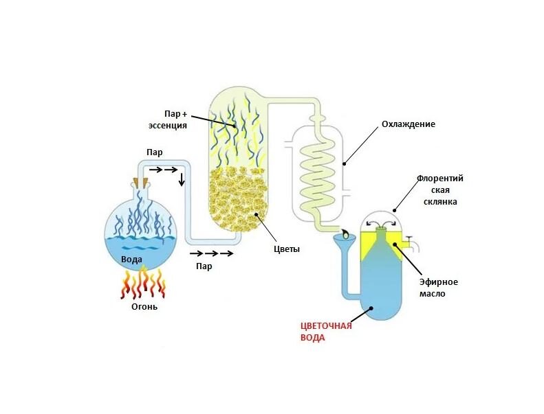 На фото показан процесс производства гидролата и эфирного масла