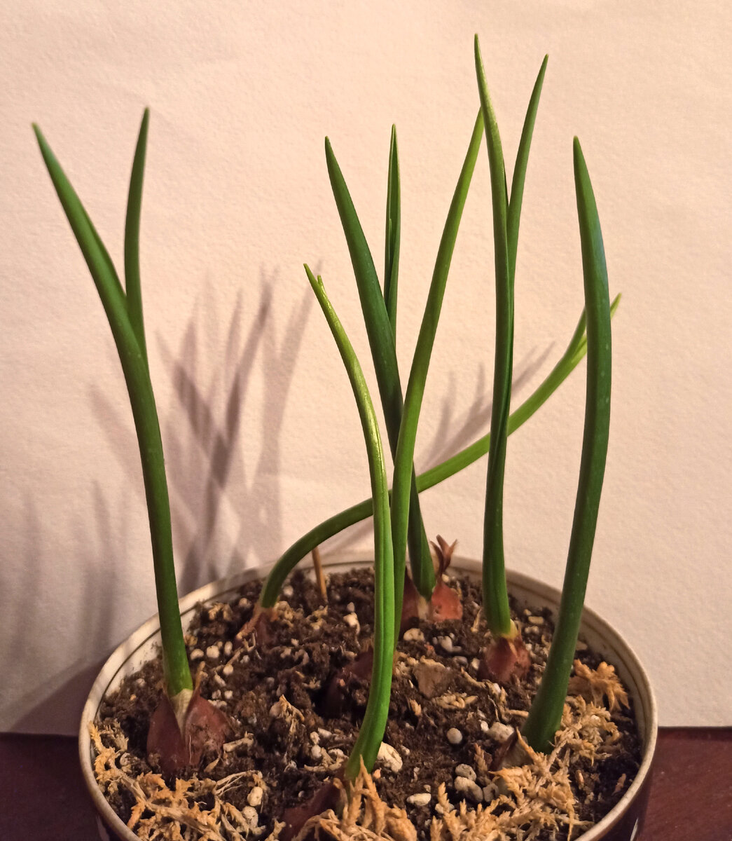 Ботанический тюльпан Humilis little beauty