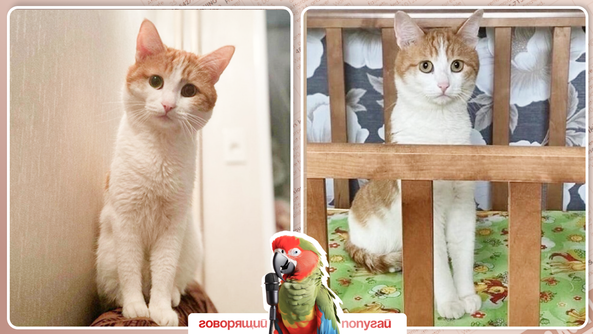 три кошки. нежные котята. котенок в кружке. доброе про котиков. смешные котята.