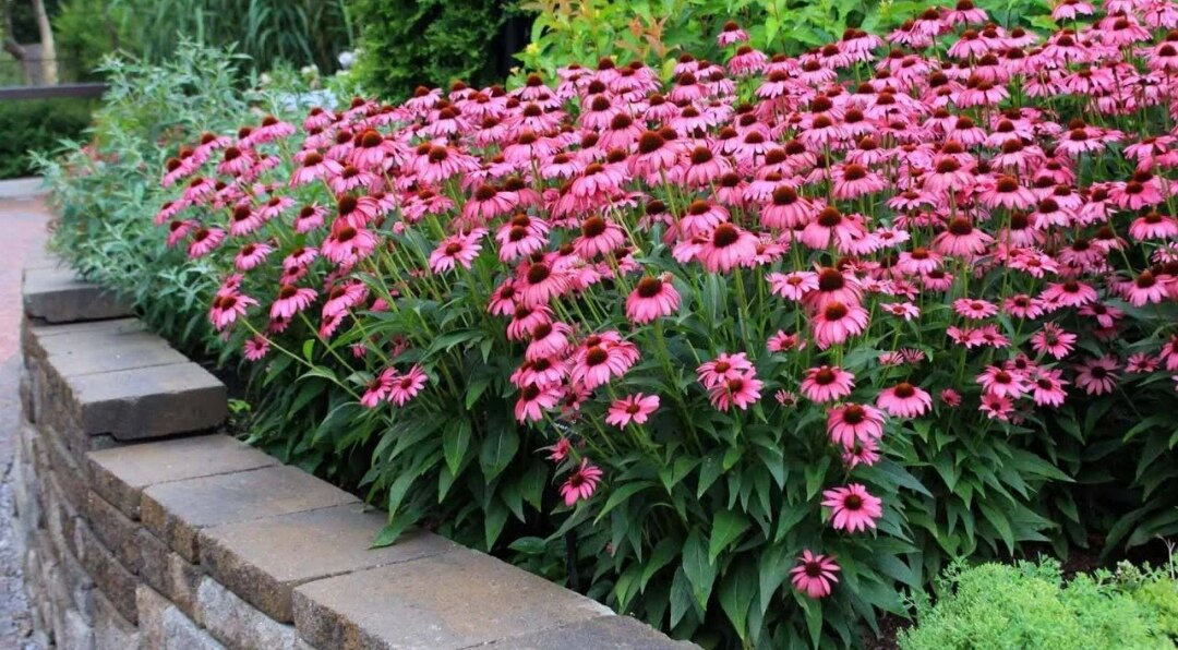 Эхинацея пурпурная