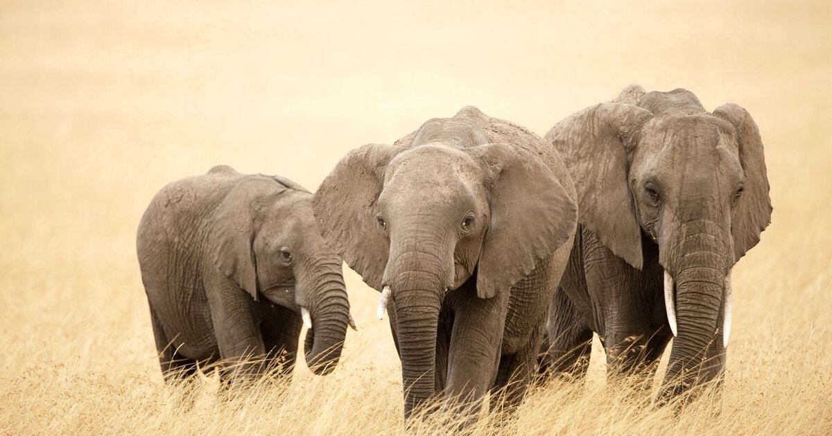 Слоники. Из открытых источников (ya.ru)