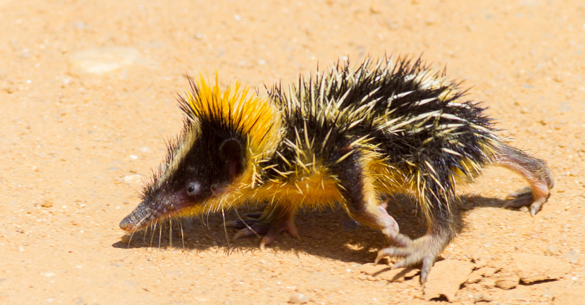 Это - Тенрек, если кто забыл. Маленький гремучий "ёж" ☻
