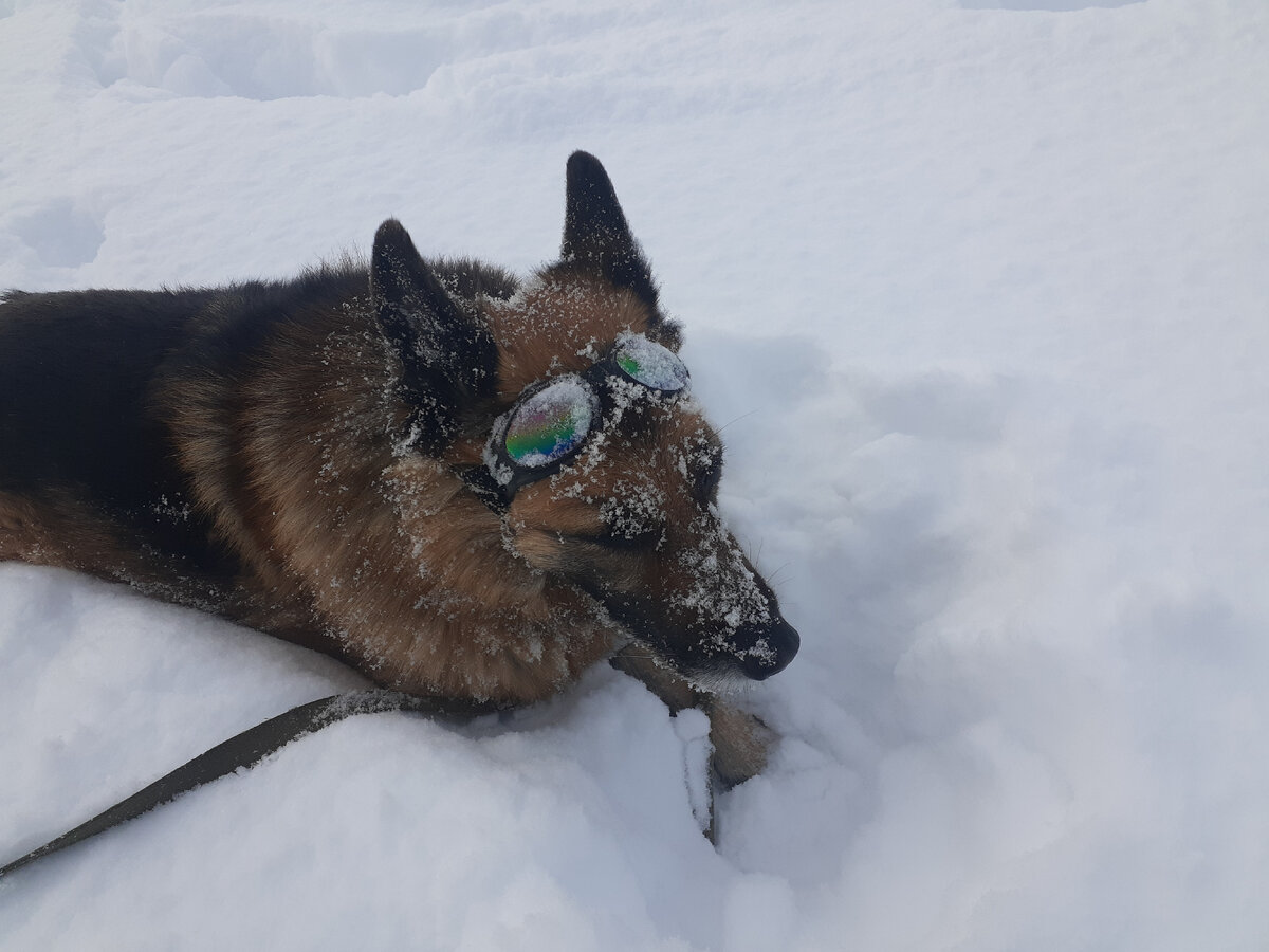 Красивые стихи о собаках и преданности. Стих про собаку. Стихи на смерть собаки. Грустные стихи про собак. Стих про собаку.