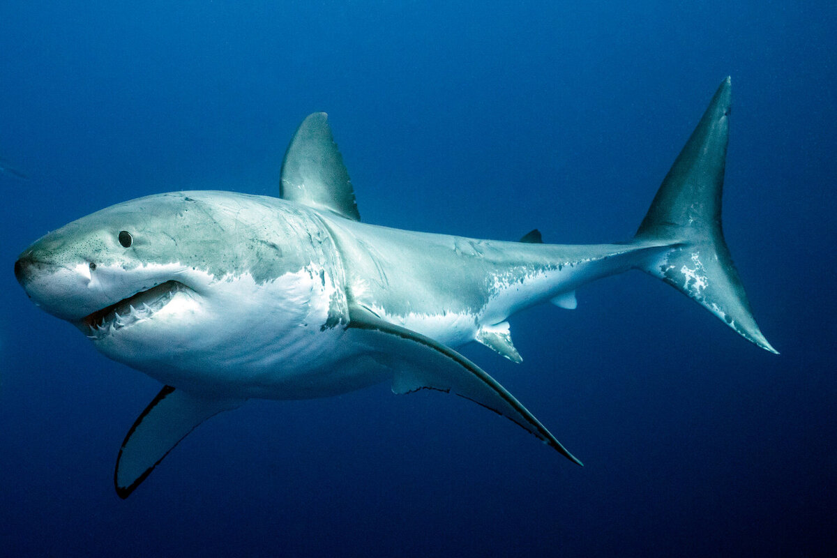 Белая акула 10 букв сканворд. Большая белая акула (great White Shark). Carcharodon carcharias. Большая белая акула (Carcharodon carcharias). Гангская акула.