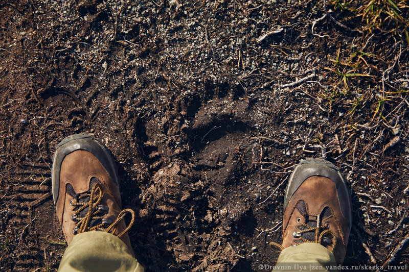 Медведя след