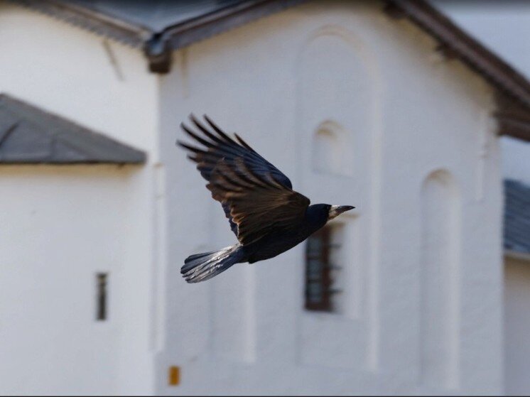     Фото здесь и далее: архив "МК в Пскове"