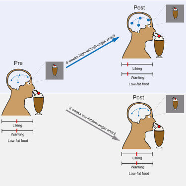 Из журнала Cell Metabolism (Habitual daily intake of a sweet and fatty snack modulates reward processing in humans)
