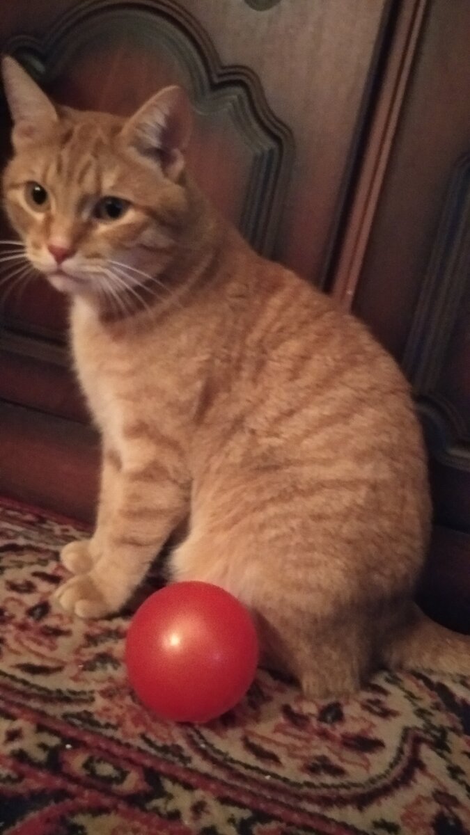 Котики игра устали. Котики игра устали