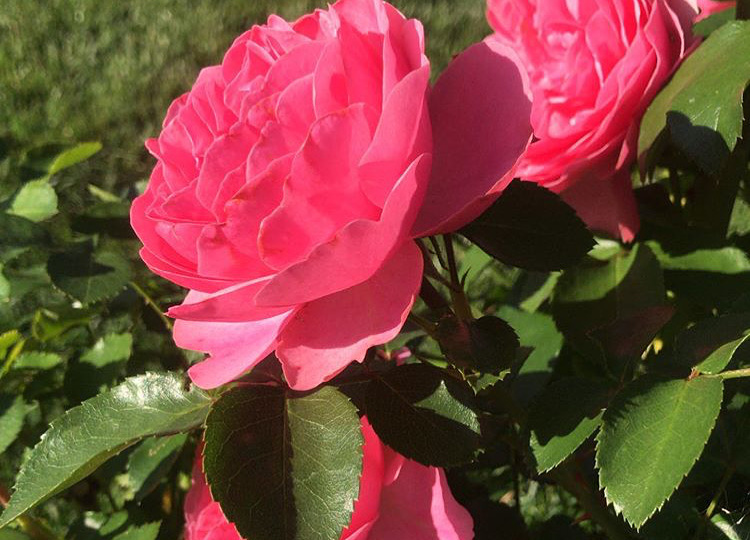 Что не так с розой, подскажут вам её листья. Дефицит азота или калия?