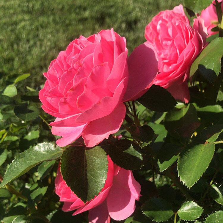 Роза Леонардо Да Винчи 