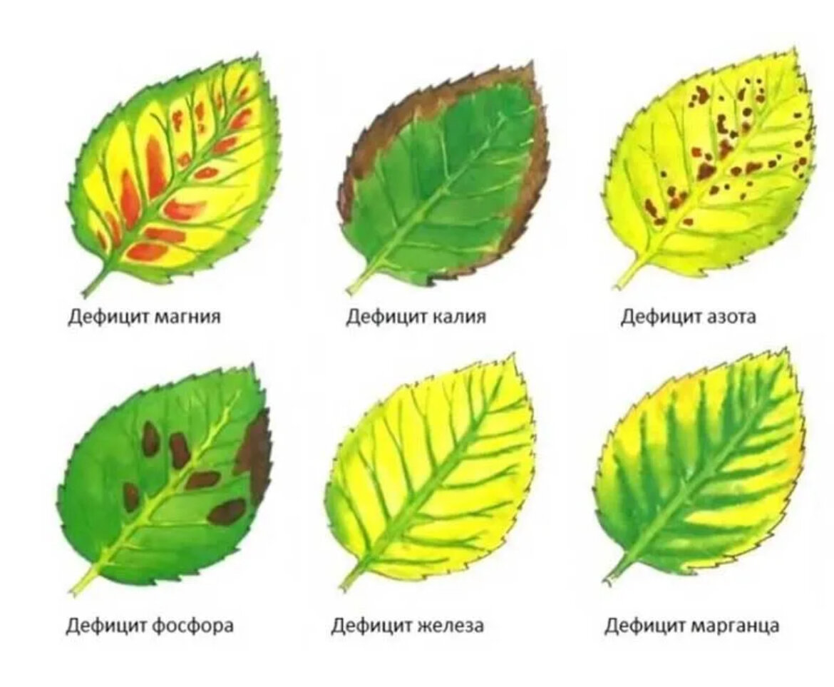 Фото: дефицит питания у розы виден на листьях, фото из интернета 
