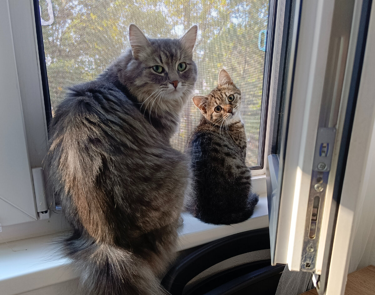 мир глазами кошек и собак. что видят коты в доме. мир глазами кота. кот мем. призраки котов.