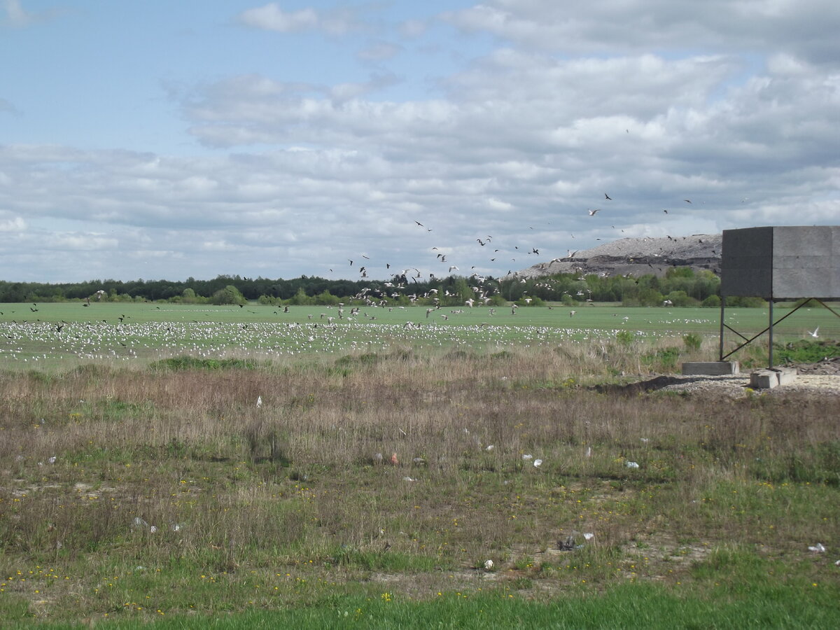 мусорный полигон в гатчине. новый свет полигон гатчинский. мусорный полигон. полигон новый свет свалка. гатчинский полигон.