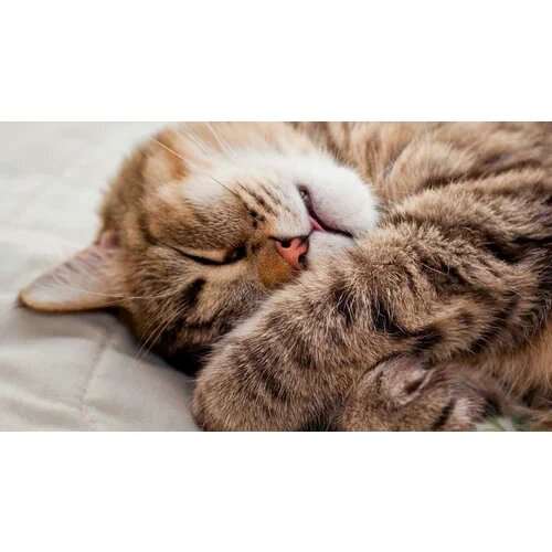 Кот трогает хвостом почему. Хвост серой кошки. Настроение кота по хвосту. Настроение кошки по хвосту. Позиции хвоста у кошек.