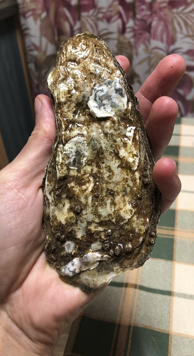 Устрица закрытая