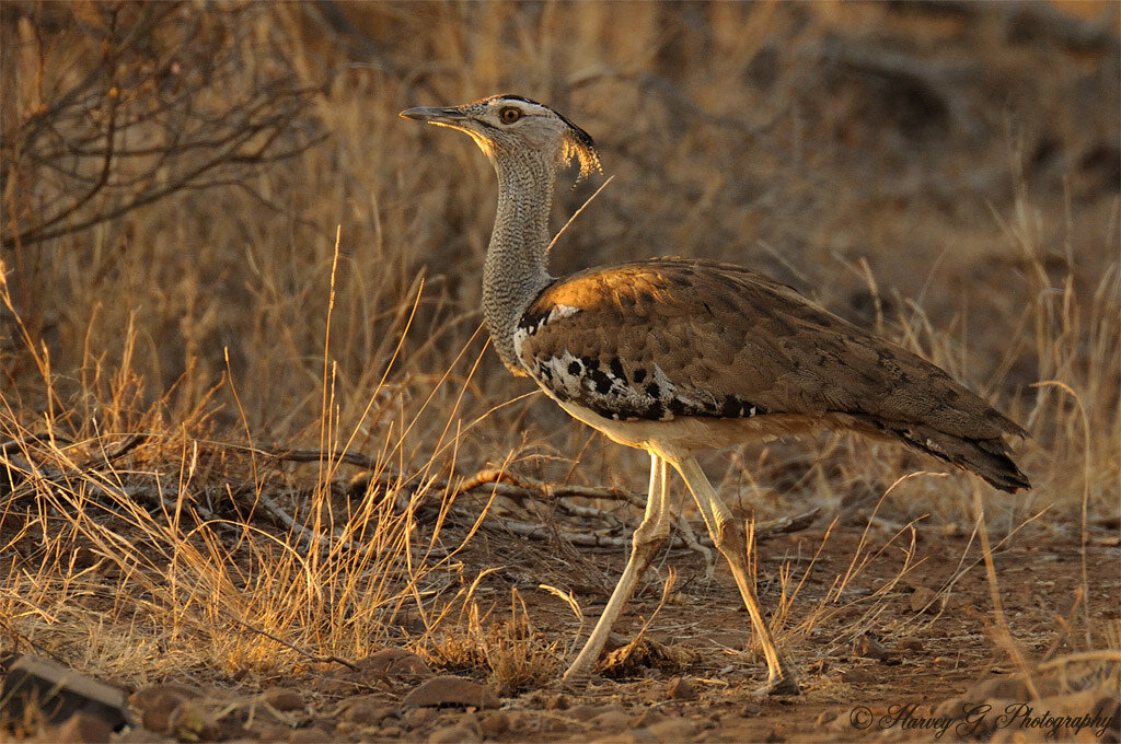 Дрофа дудак. Дрофа в степи. Кафрская африканская дрофа. Дрофа дудак птица-. Степная дрофа дудак.