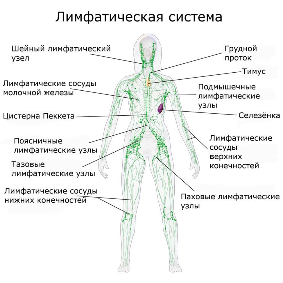 Зоны лимфооттока. Схема строения лимфоидной системы человека. Лимфатическая система схема. Лимфатическая система человека анатомия движение лимфы. Лимфосистема человека схема движения лимфы.