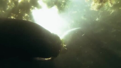 155 лет – «дети капитана гранта» ж. собака поводырь трисон. дети капитана гранта презентация. уроки французского главный герой. рассказывается про.