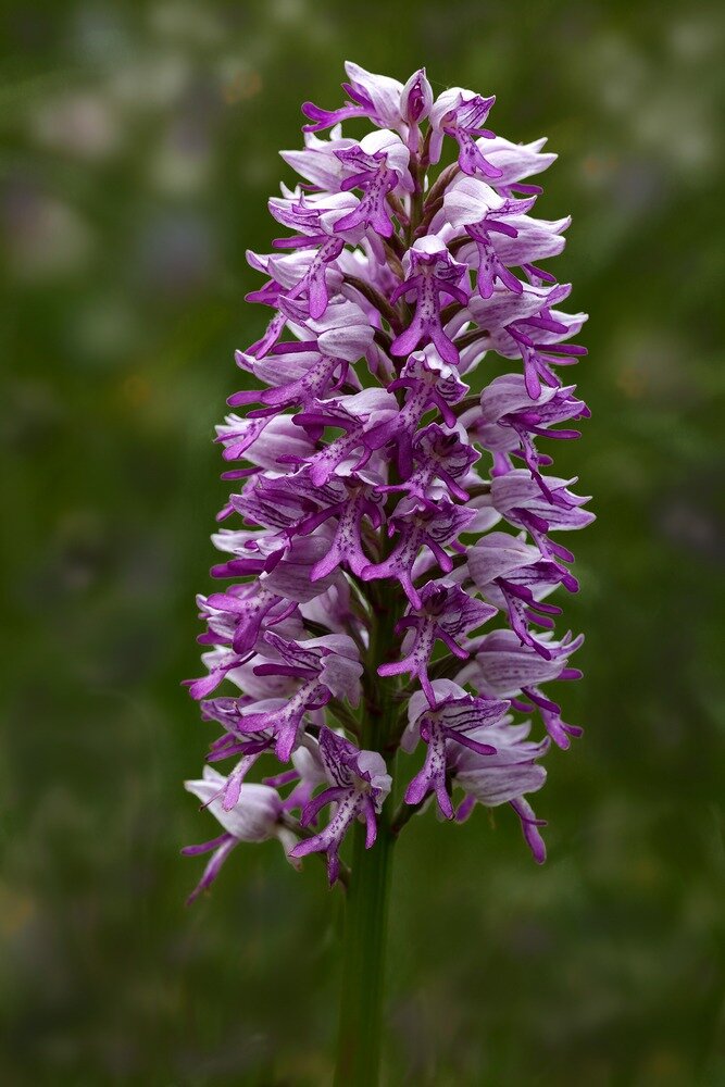 Ятрышник шлемоносный