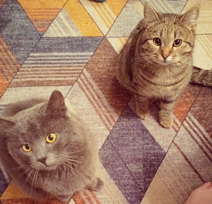 Сегодня вся кошачья туса собралась дома😁