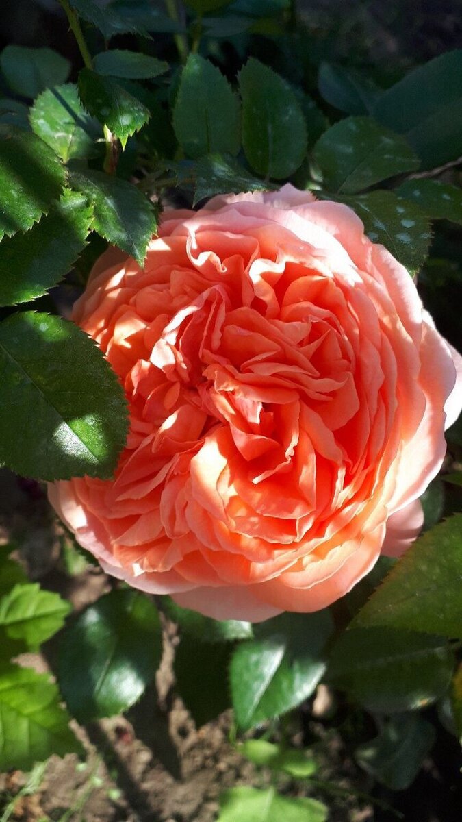 🌹Чиппендейл. | Розарий🌹Ангелочек | Дзен