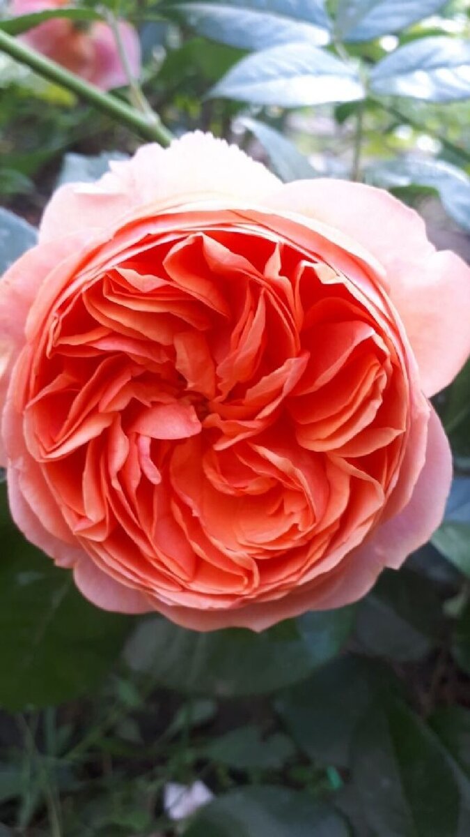 🌹Чиппендейл. | Розарий🌹Ангелочек | Дзен