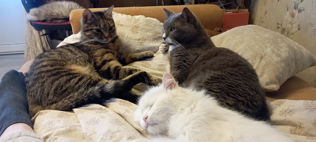 Дениска слева. Справа Сеня, внизу Пух.