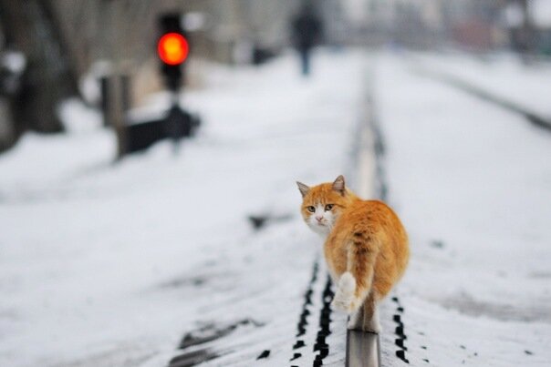 Героический котейка. С намеком на памятник.