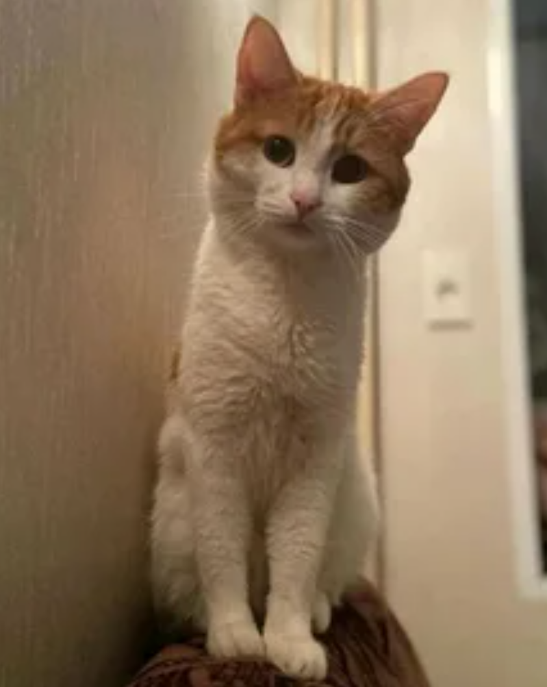 Сегодня в выпуске:  — Милей ходит по тонкому льду — Подробности про нашу с вами инфляцию — Кто делает в мозг среднему американцу? — Трейдерская мудрота Доброе утро, всем привет!-9