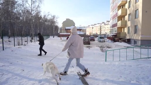 Четвероногому болельщику ХК «Сибирь» ищут постоянный дом