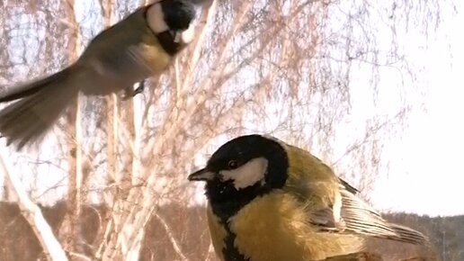 лес с животными и птицами. жители леса. звуки животные леса для детей. звуки лесных жителей. сказочные лесные жители.