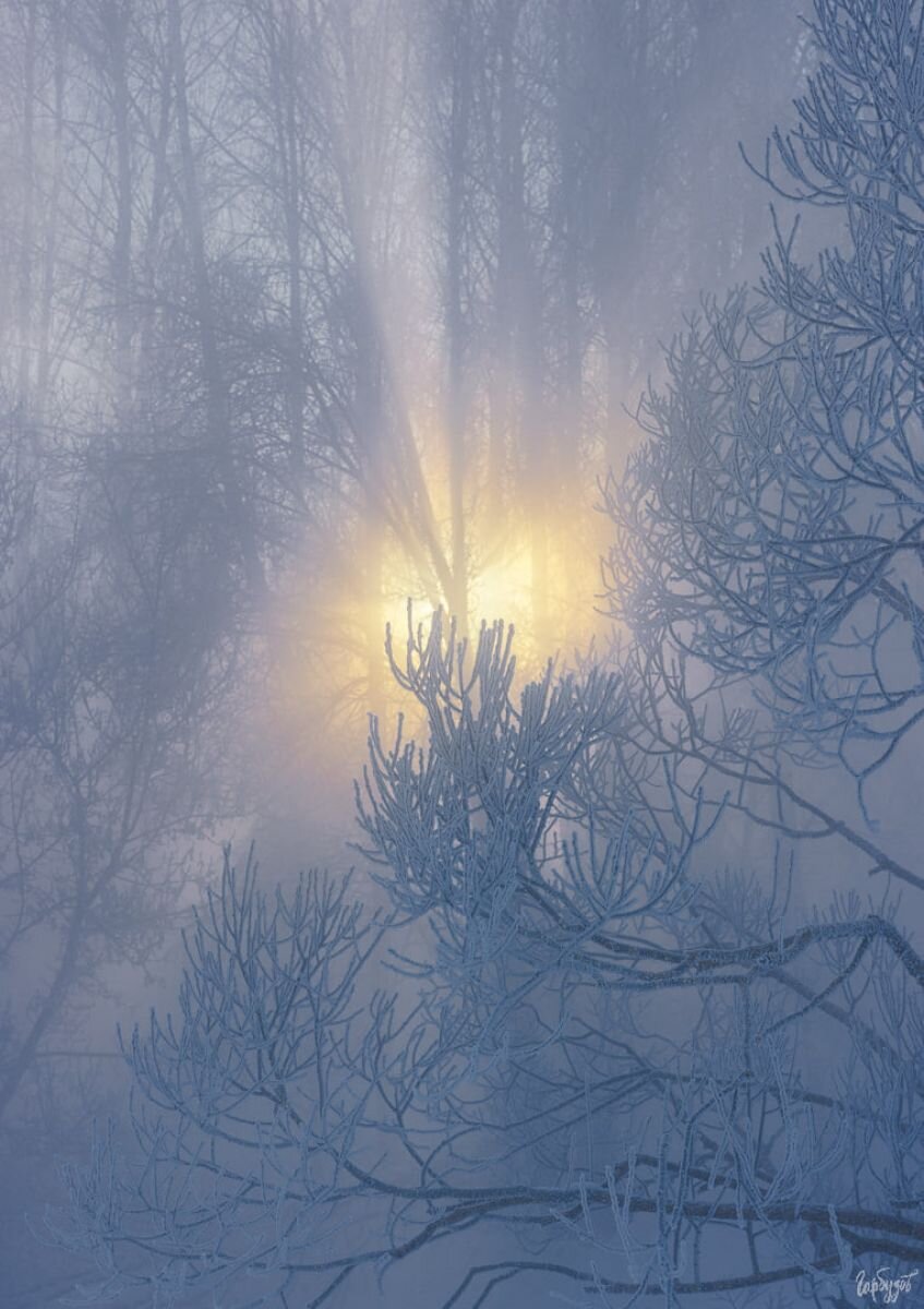 зимняя фотосессия в лесу. фотосессия зимой. девушка в зимнем лесу. как красиво сфоткать зиму. зимняя фотопрогулка в лесу.