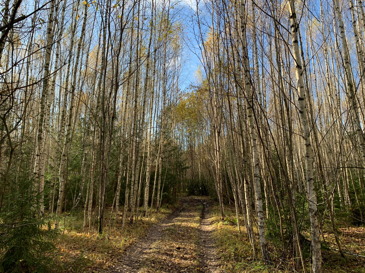 по этой лесной дороге хорошо идти, во-первых, идти удобно, во-вторых, я эти березы видел, когда они ещё были совсем небольшими, растем вместе...