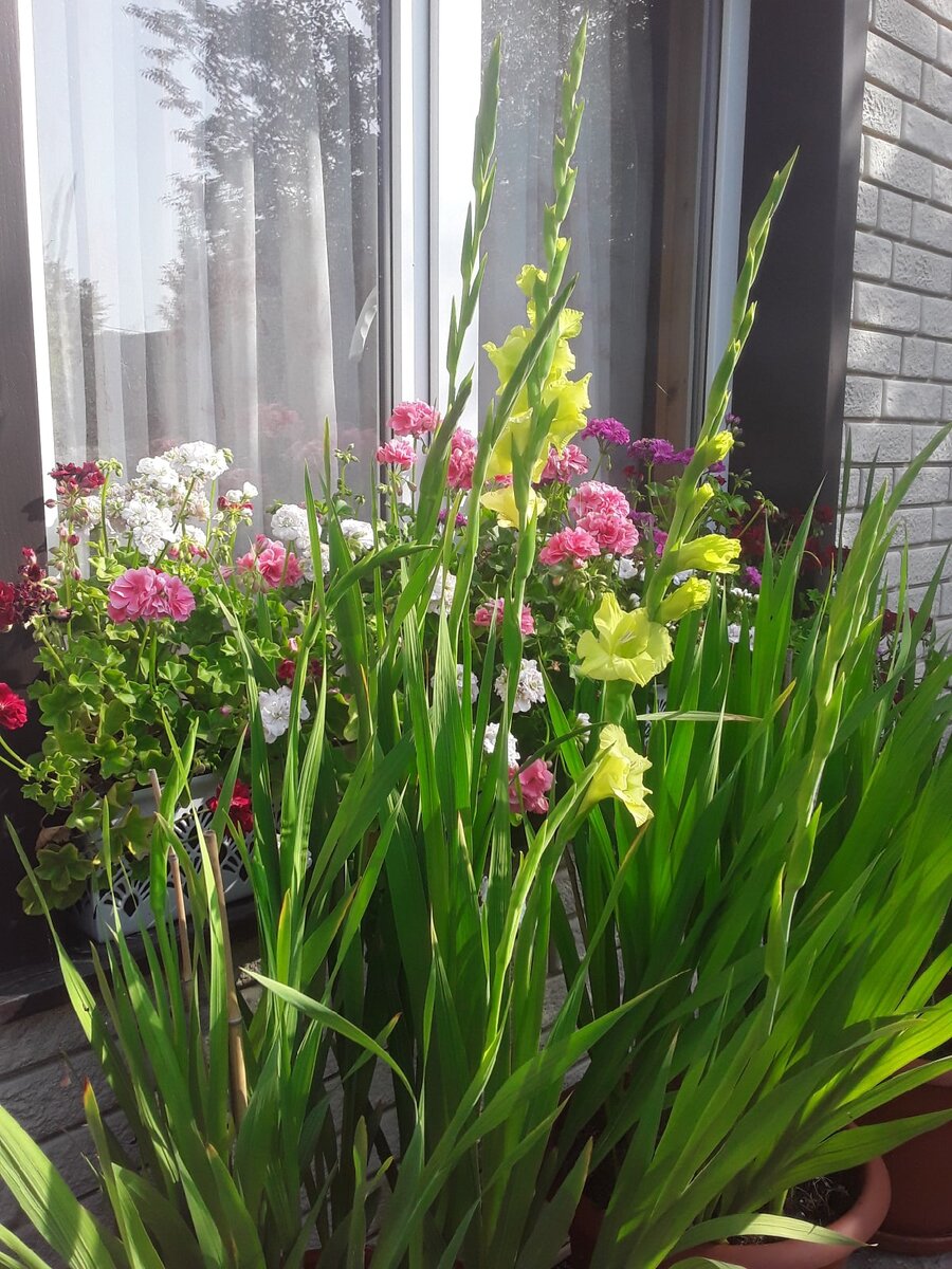 Я эти желтые гладиолусы не покупала!