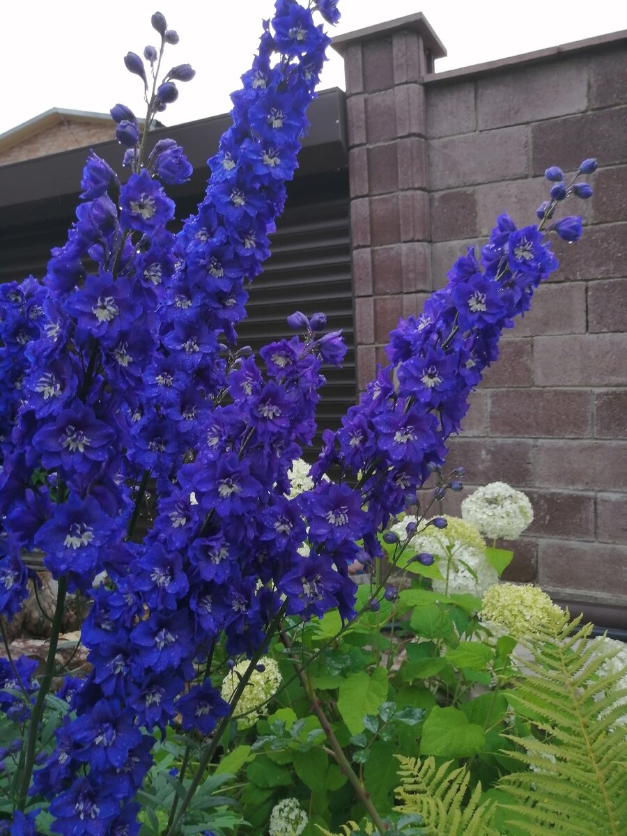 Дельфиниум и гортензия