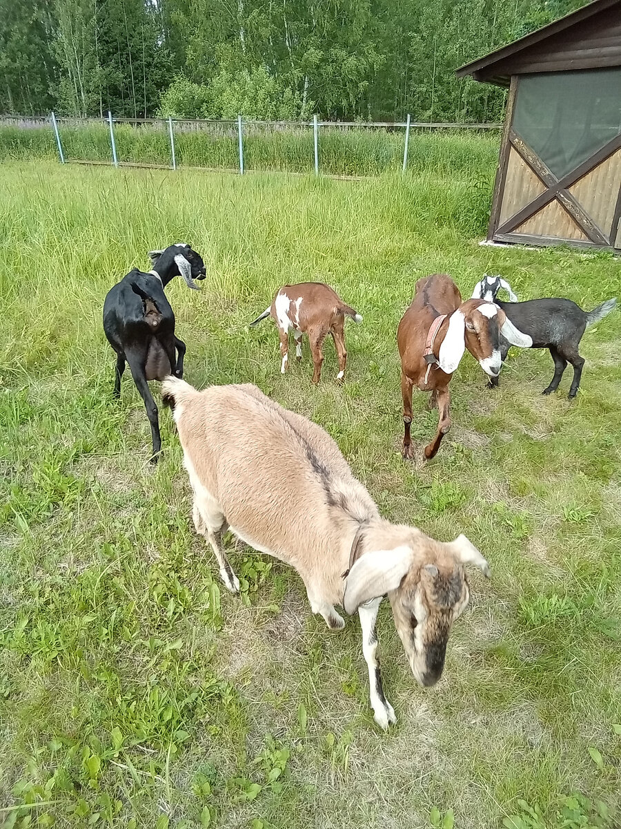 Новорождённые козлята 1 день. Козлята в сарае. Нормы кормления козлят таблица. Нормы кормления козлят без козы. Схема кормления козлят.