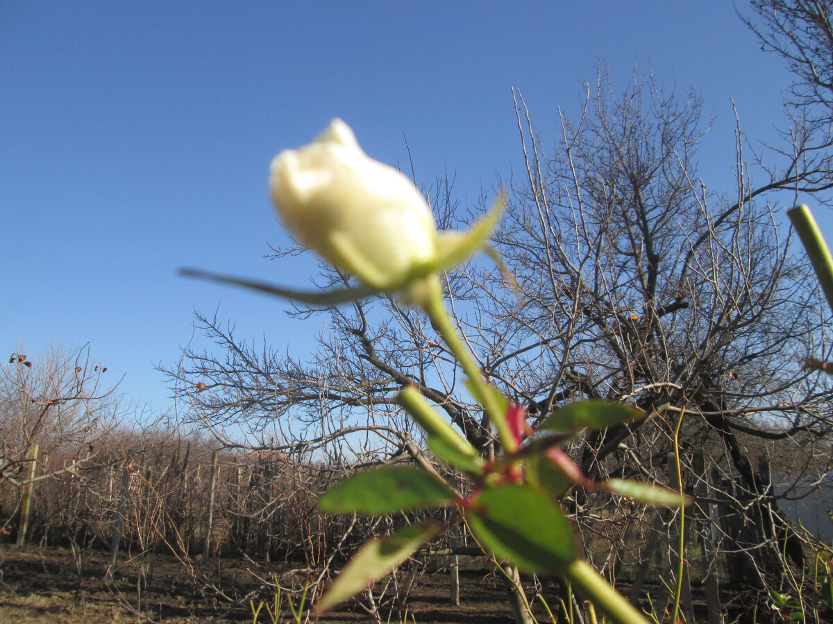 Красивые дворики на даче. В саду в доме всюду. Английские домики с садом каменный джейн остен. Красивая дача. Ландшафт беседка глициния.