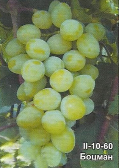 сорт кубаттик. сорт винограда гибриды. сорт винограда бируинца. гибрид шатилова виноград. виноград сенсо.