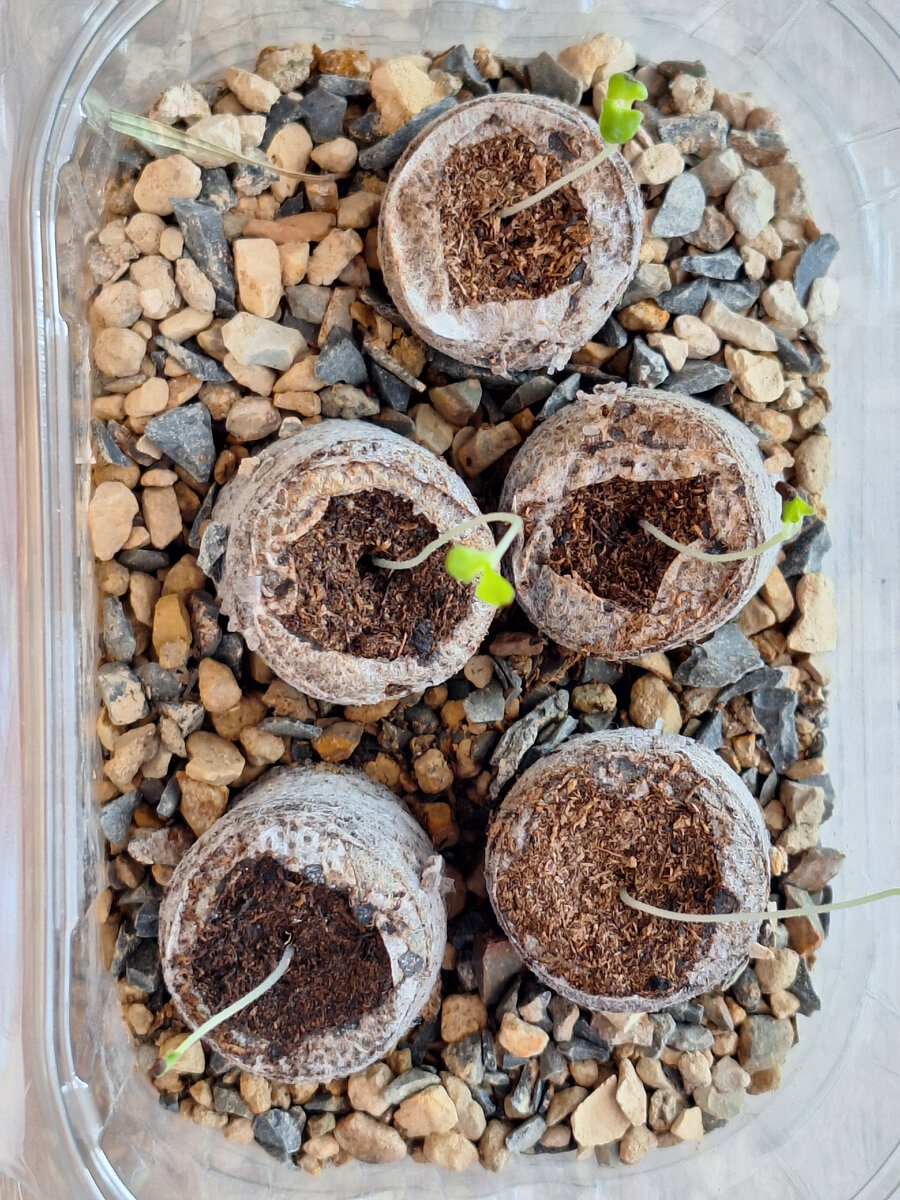 Бедующая гордость сада. Проросшая лаванда