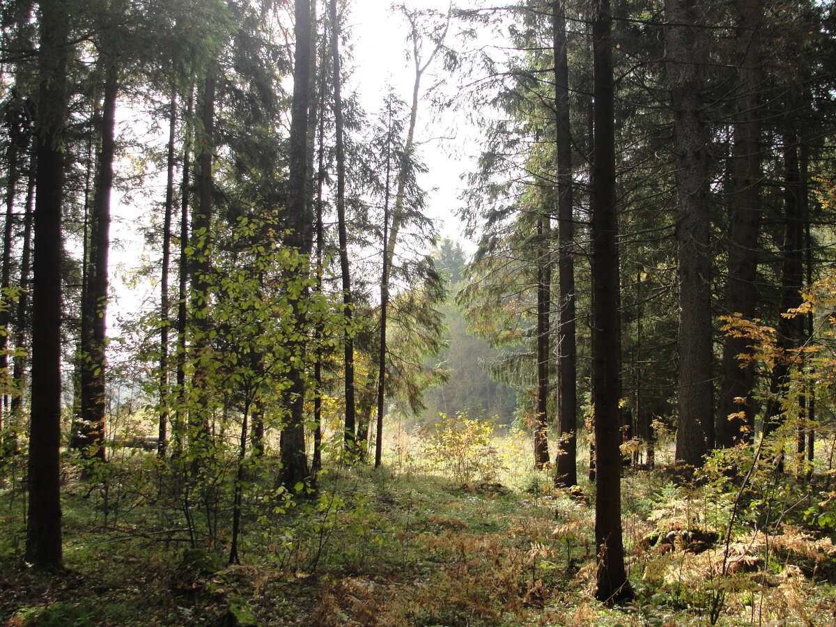 Фото Старого Солдата